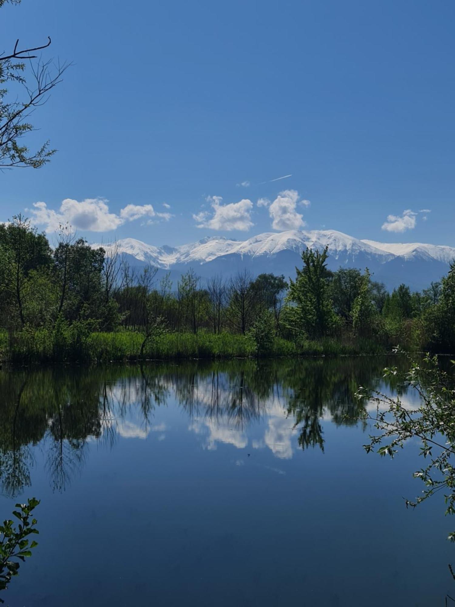 Casute In Mijlocul Naturii - Wild Camp Avrig Dış mekan fotoğraf